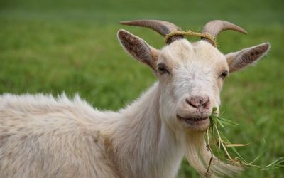 Siapa Saja yang Disunnahkan untuk Berkurban?