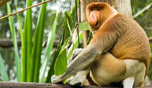 Seekor bekantan jantan dengan hidung panjang khasnya duduk di dahan pohon, menunjukkan salah satu satwa endemik Kalimantan yang habitat rawa dan mangrovenya terancam oleh kebakaran hutan.