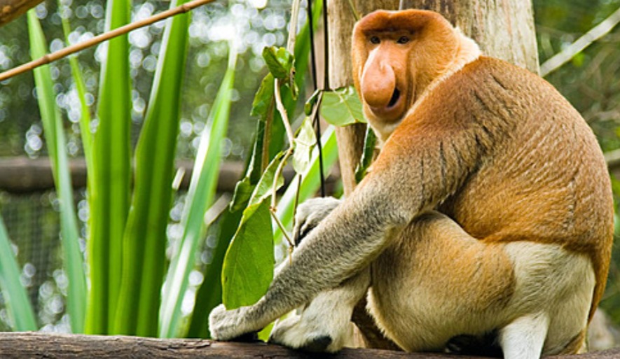 bekantan-kalimantan-terancam-karhutla Seekor bekantan jantan dengan hidung panjang khasnya duduk di dahan pohon, menunjukkan salah satu satwa endemik Kalimantan yang habitat rawa dan mangrovenya terancam oleh kebakaran hutan.