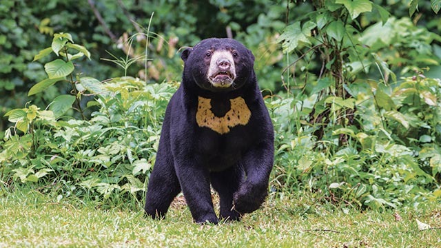 beruang-madu-kalimantan-kehilangan-habitat-foto-berita-borneo Foto beruang madu berjalan di area terbuka dengan latar belakang vegetasi hijau, menonjolkan satwa dilindungi di Indonesia yang terancam kehilangan tempat tinggal dan sumber makanan akibat karhutla di Kalimantan.