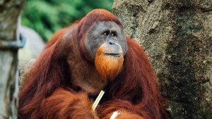 Potret orangutan jantan dewasa yang sehat dan aktif dengan janggut kemerahan, menjadi representasi visual dari kondisi satwa liar Kalimantan sebelum habitatnya rusak dan udaranya dipenuhi asap kebakaran hutan.