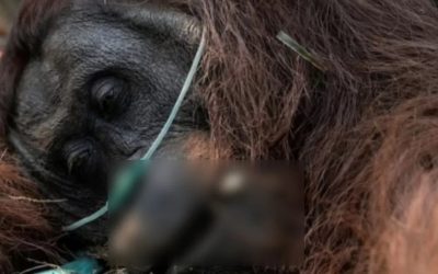 Ketika Hutan Kalimantan Terbakar, Satwa Liar Kehilangan Rumahnya
