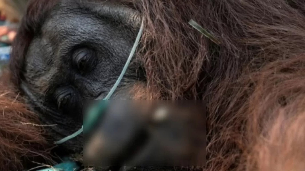 Close-up wajah orangutan yang lemas dengan selang oksigen di hidungnya, memperlihatkan upaya tim penyelamat gabungan saat mencoba menangani kondisi kritis orangutan bernama "Sempurna" yang terdampak asap pekat karhutla di Ketapang, Kalimantan Barat.