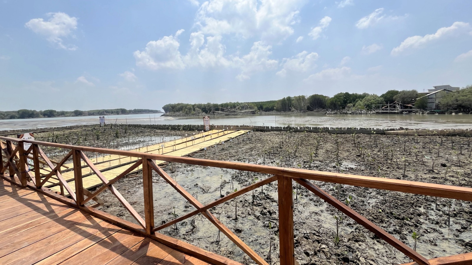 Pemandangan kawasan konservasi penanaman bibit mangrove di Desa Timbulsloko Demak dengan jembatan kayu dan pagar bambu pelindung.