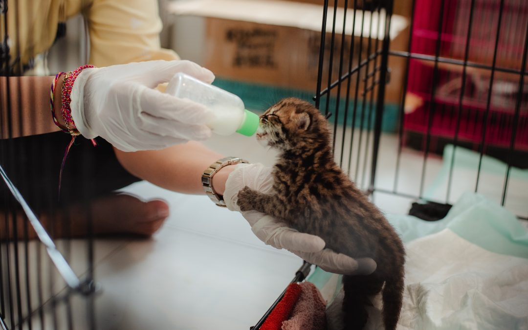 Aksi Peduli Satwa di BKSDA Kalbar: Dukung Perawatan Satwa Liar dan Kucing Hutan