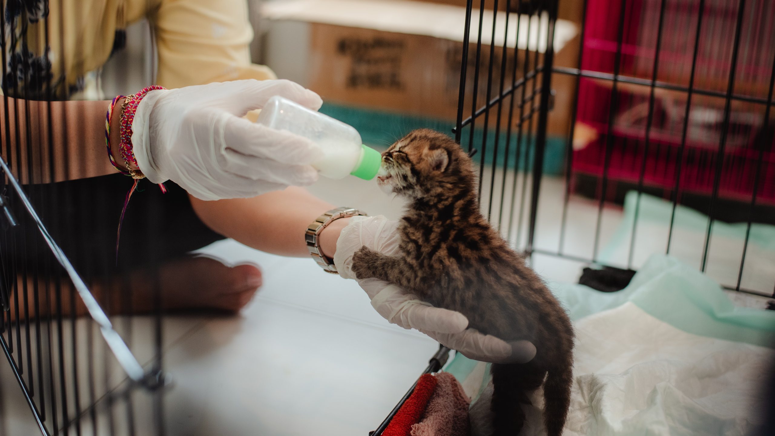 Petugas medis memberikan susu menggunakan botol kepada anak kucing hutan yang berada di bawah perawatan BKSDA Kalbar.