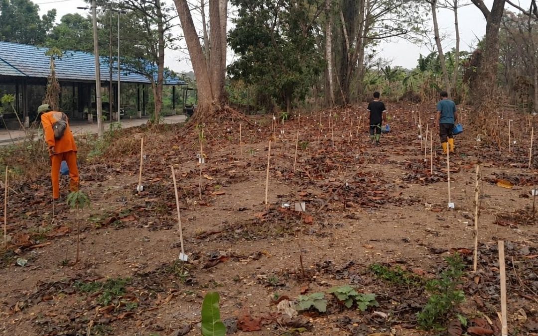 Penghijauan Eks-TPA Basirih: Pemeliharaan 2.500 Pohon Berlanjut di Tengah Musim Kemarau