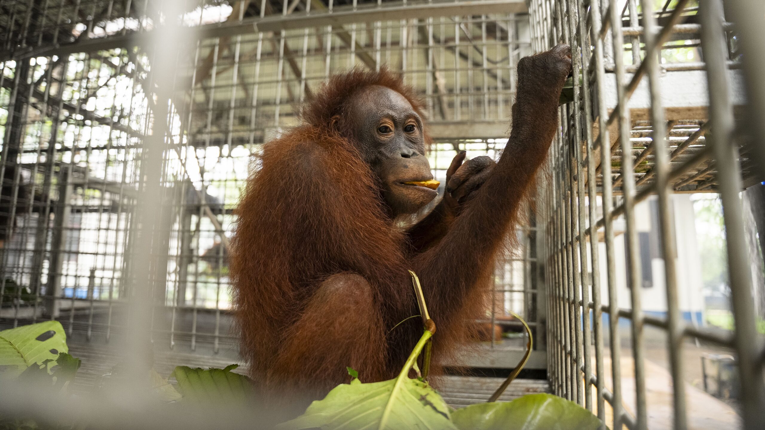 Orangutan Kalimantan sedang menikmati bantuan pakan dalam proses rehabilitasi bersama YIARI dan Relawan Nusantara.